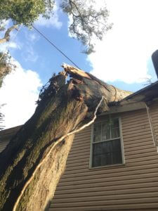 Tree on house in Clearwater FL