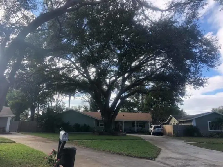 tree service company in Largo Fl