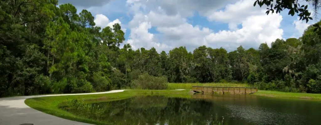 tree service in oldsmar Fl