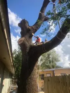Tree trimming in Oldsmar Fl