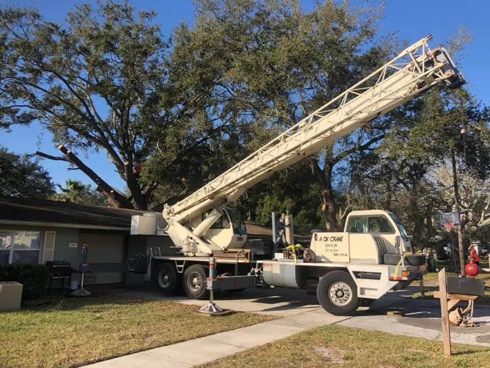 Tree service in Dunedin