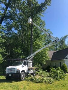 Tree service Clearwater