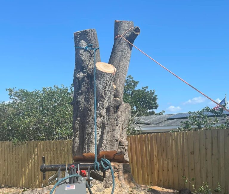 Can You Cut a Tree Down on Your Property