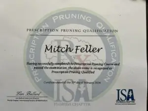 Tree service - The Tree Feller