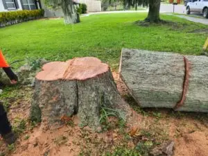 Tree Service in Seminole Fl | Tree Removal and Trimming | Arborist
